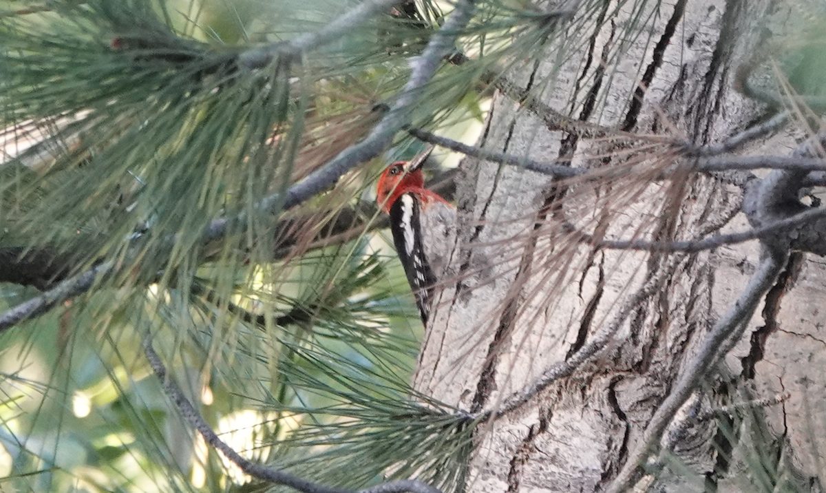 Red-breasted Sapsucker - ML620511794