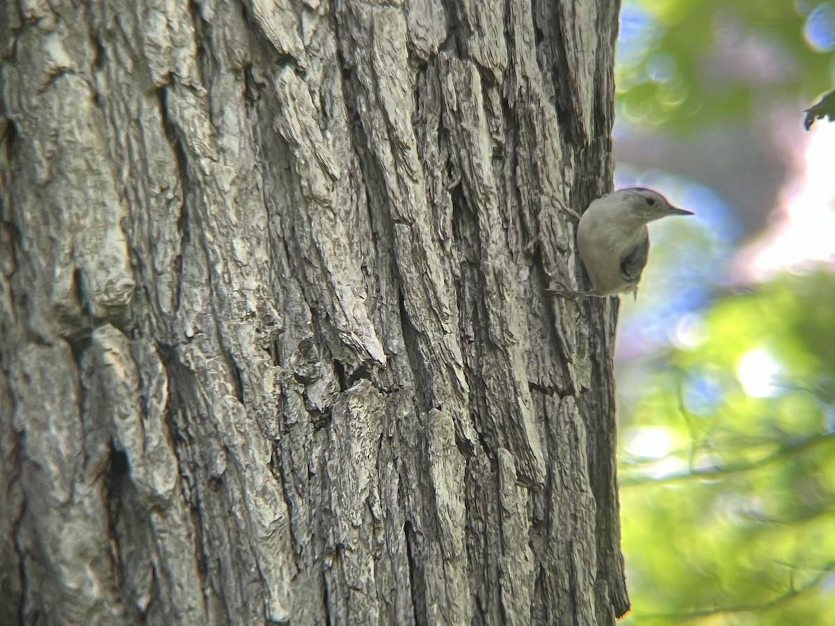 White-breasted Nuthatch - ML620511798