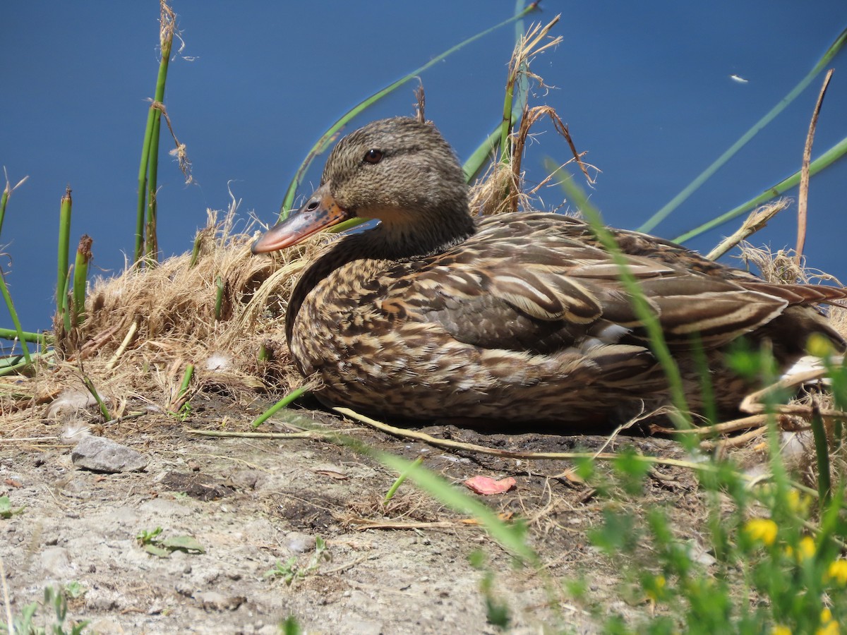 Mallard - ML620511800