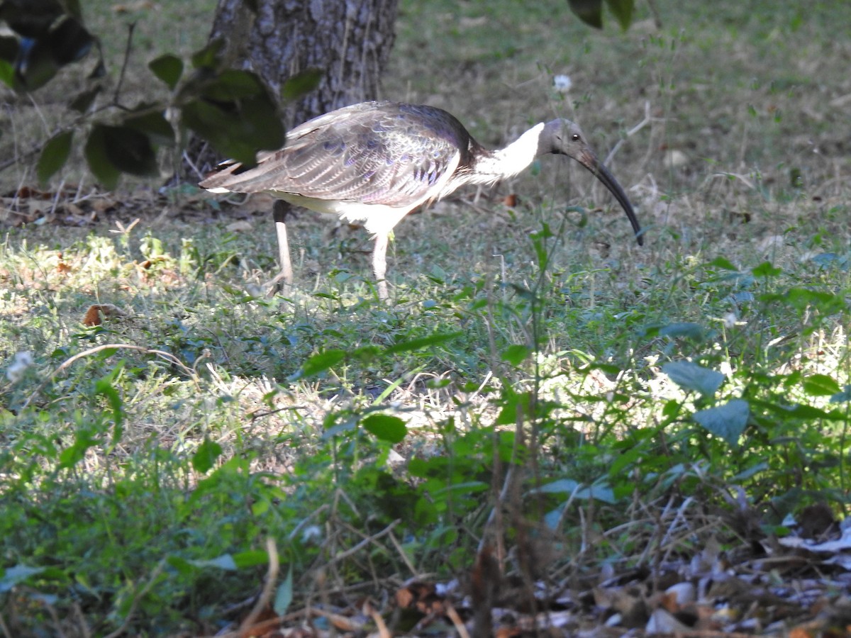 Straw-necked Ibis - ML620511802