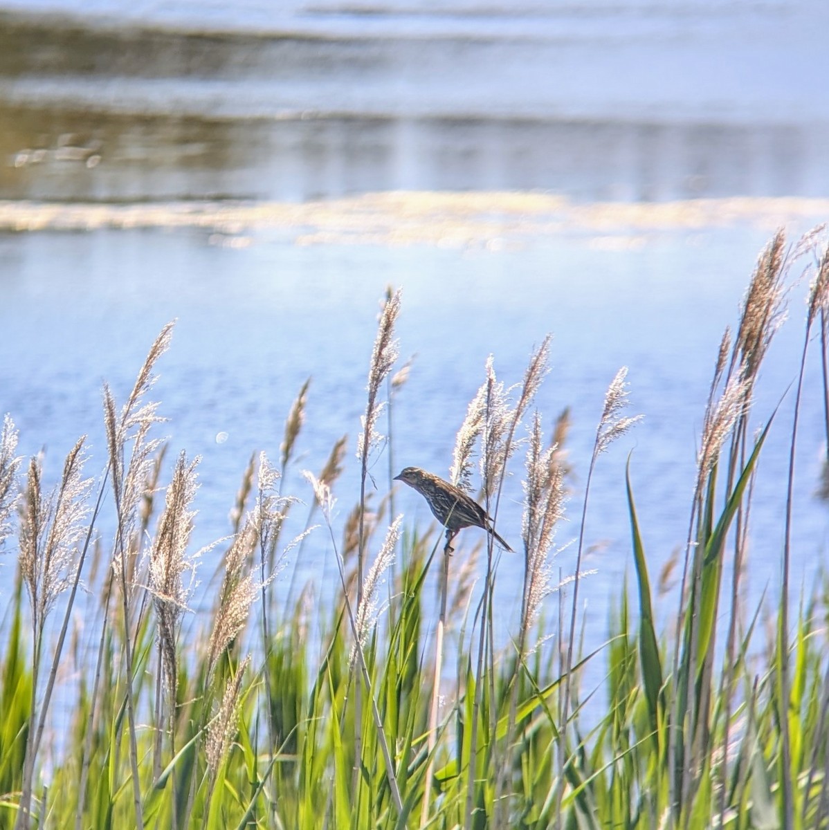 Red-winged Blackbird - Molly C