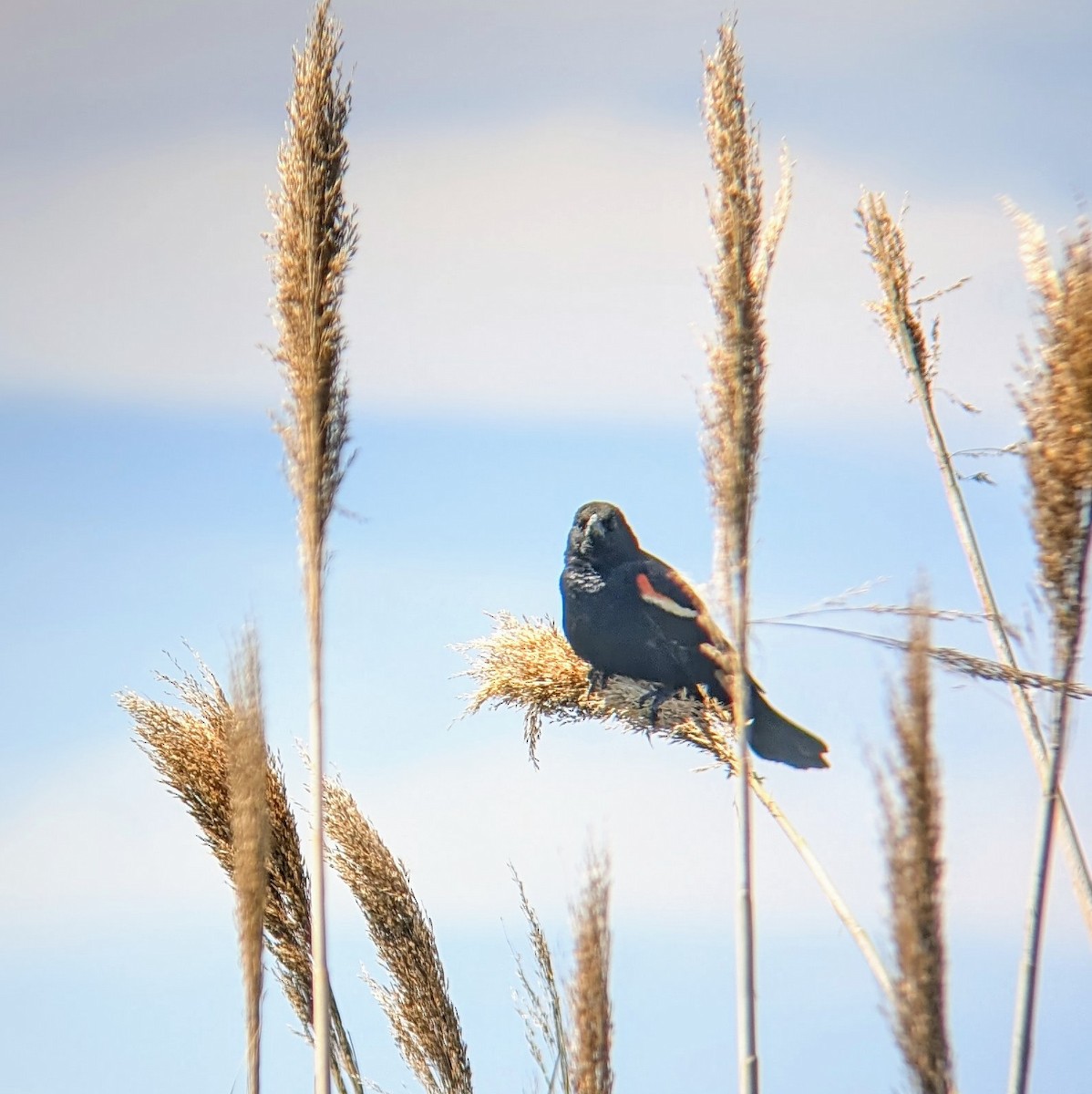 Red-winged Blackbird - ML620511806