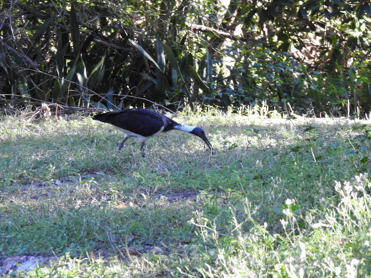 Straw-necked Ibis - ML620511807