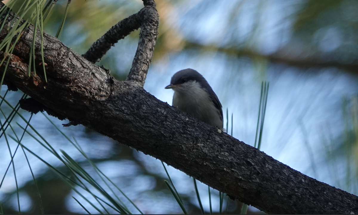 Pygmy Nuthatch - ML620511808