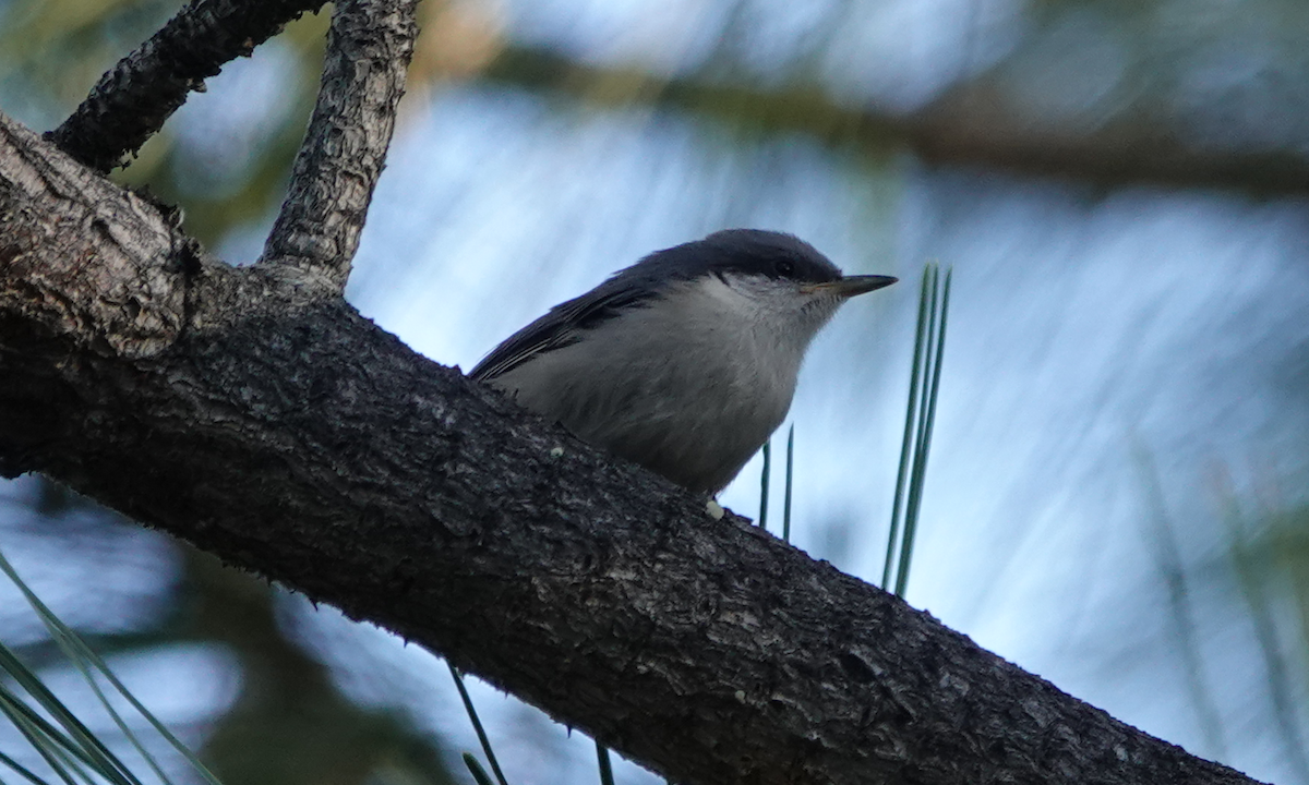 Pygmy Nuthatch - ML620511811