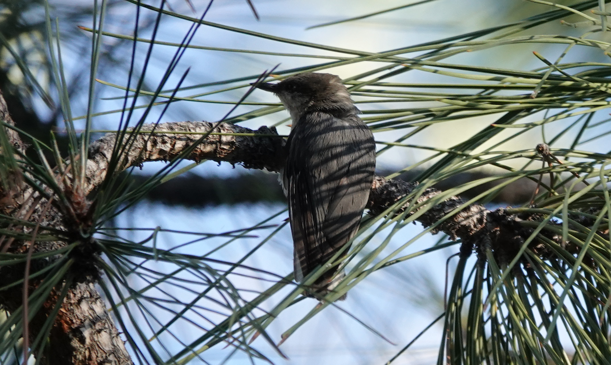 Pygmy Nuthatch - ML620511812