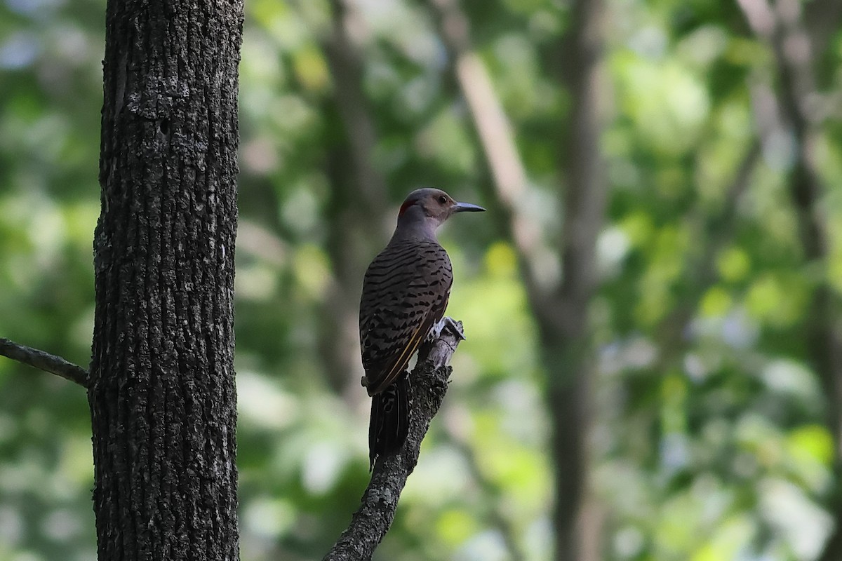 Northern Flicker - ML620511816