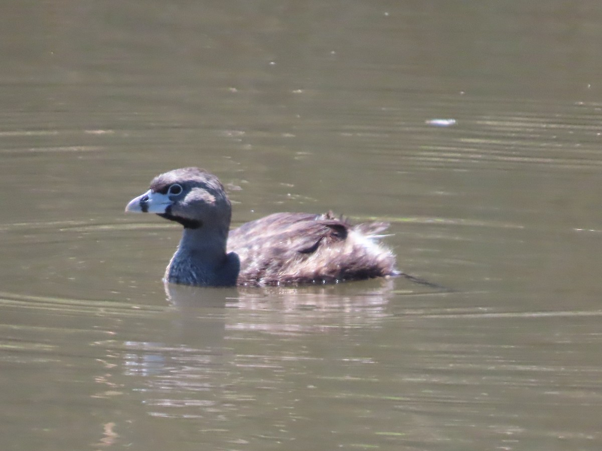 Pied-billed Grebe - ML620511818