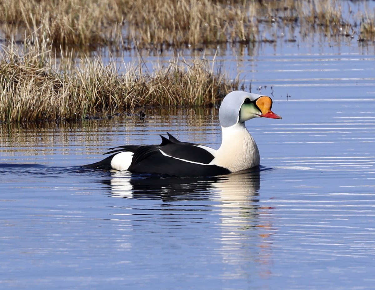 King Eider - ML620511819