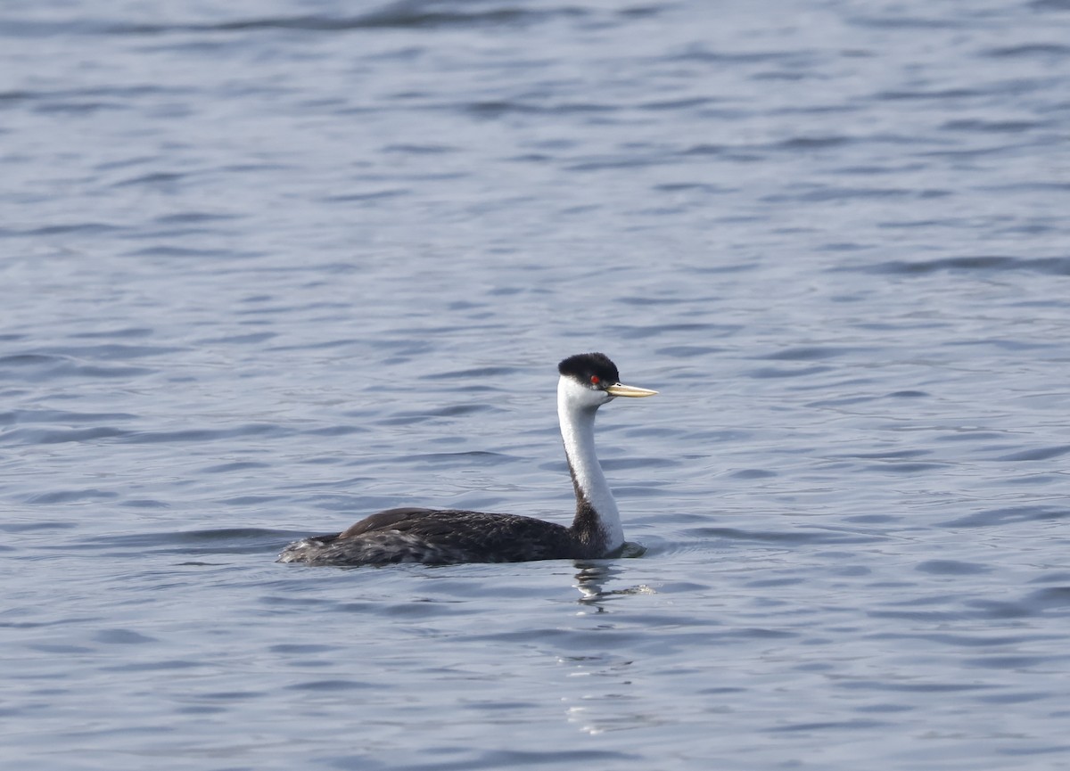 Western Grebe - ML620511821