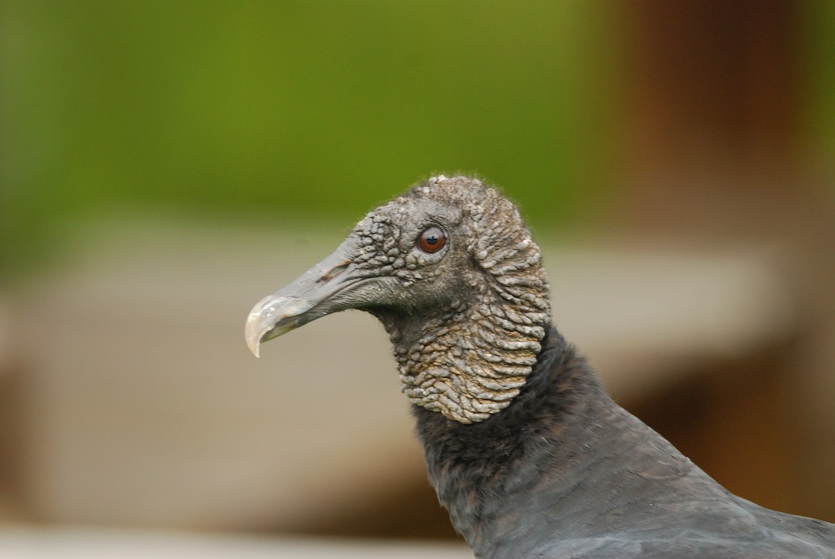 Black Vulture - ML620511824