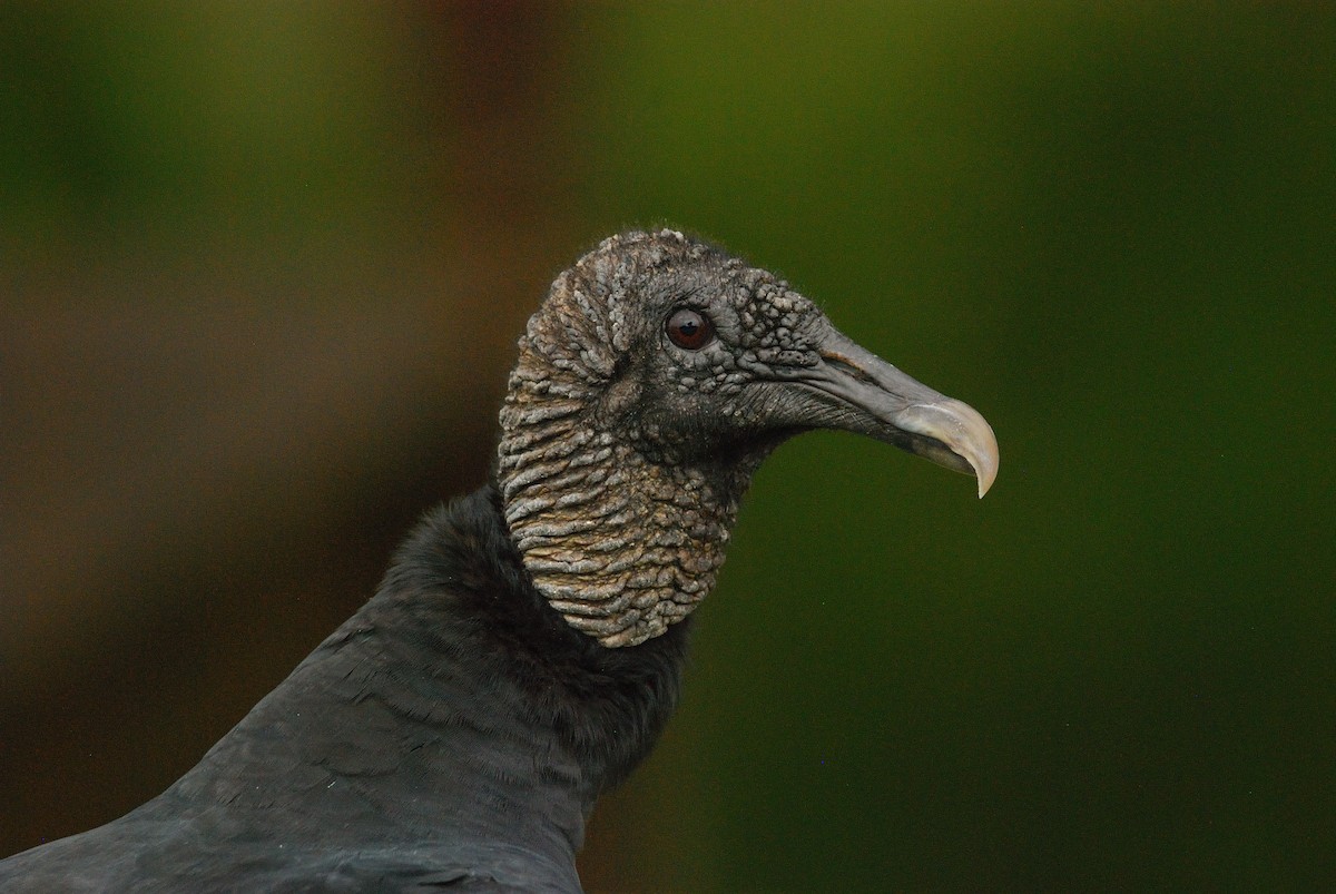 Black Vulture - ML620511825