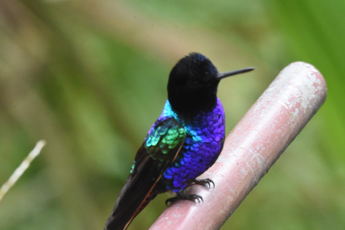 kolibřík hyacintový - ML620511844