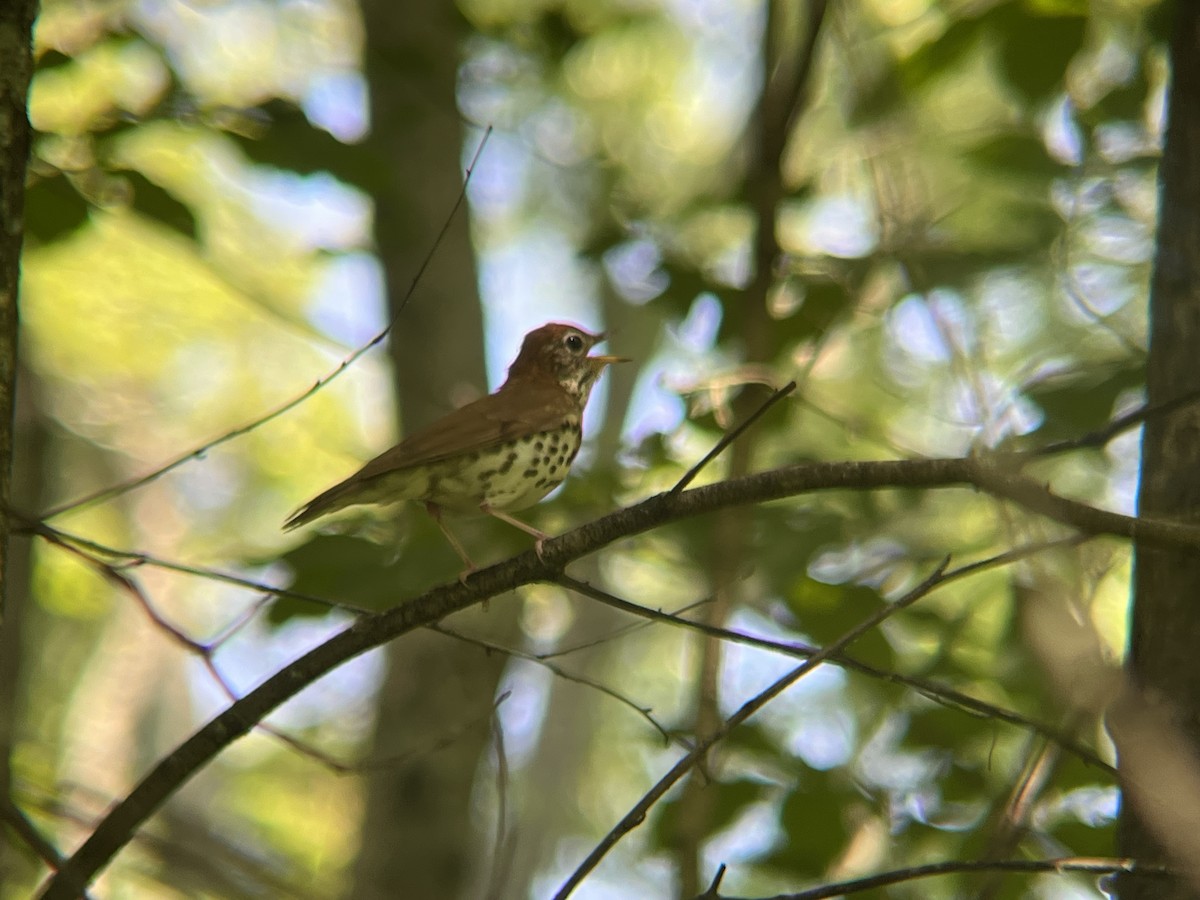 Wood Thrush - ML620511845