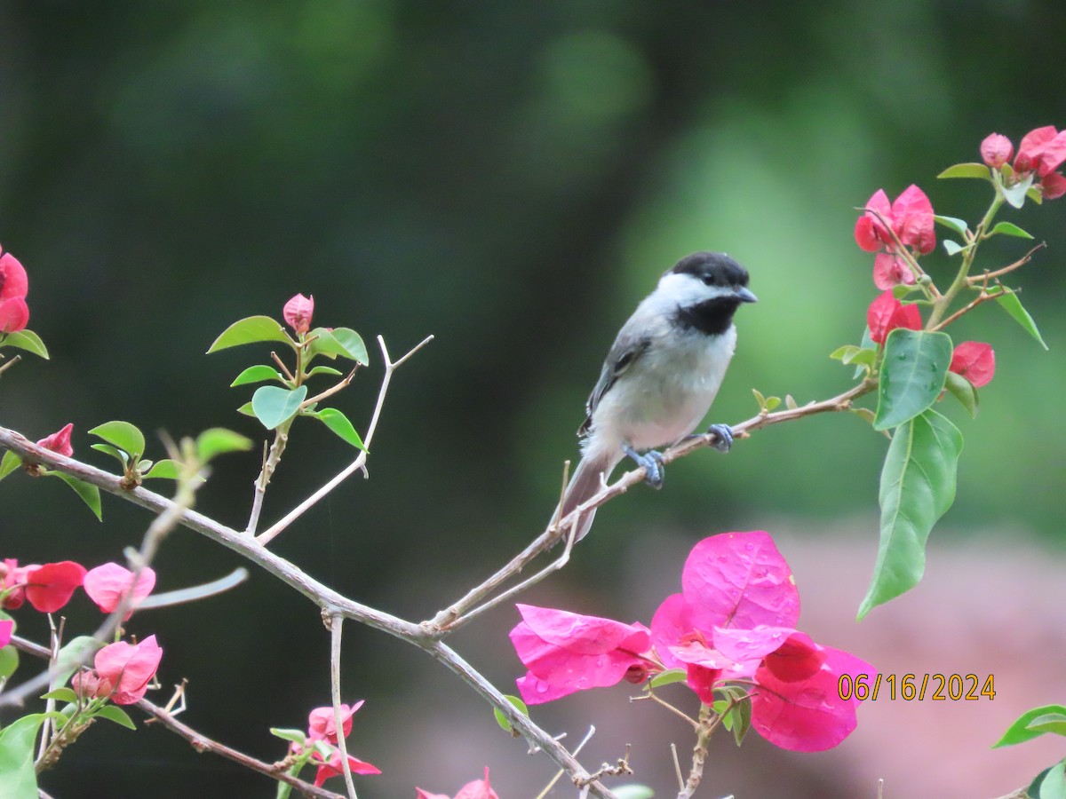 Carolina Chickadee - ML620511853