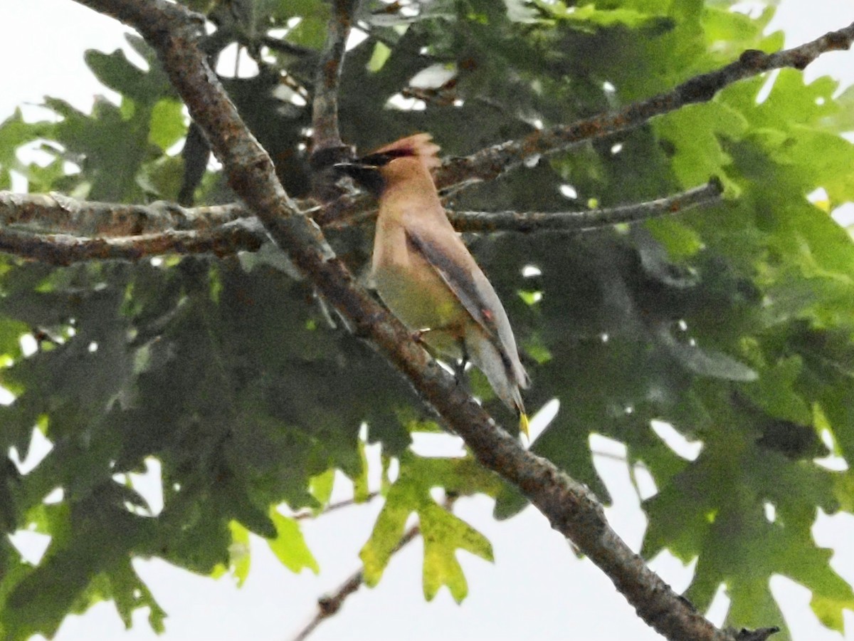 Cedar Waxwing - ML620511855