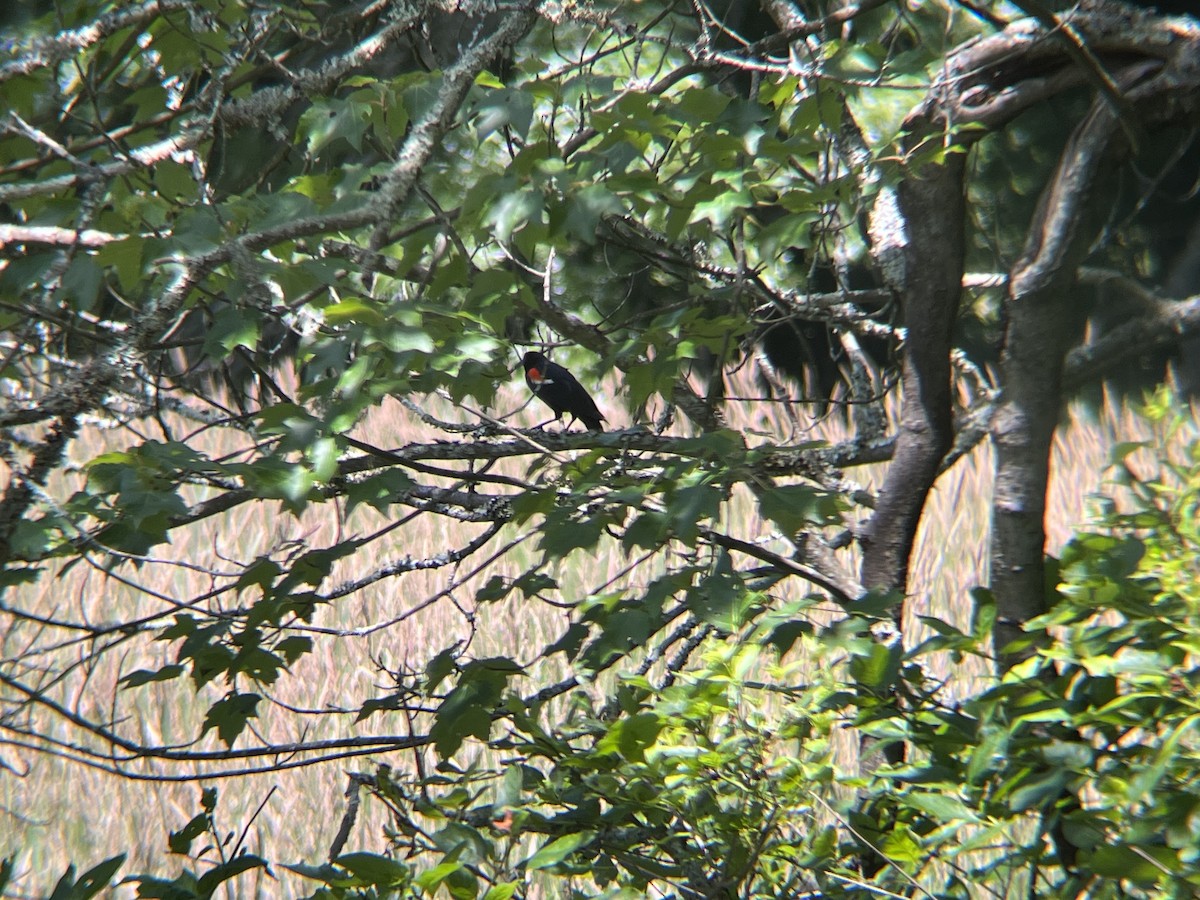 Red-winged Blackbird - ML620511860