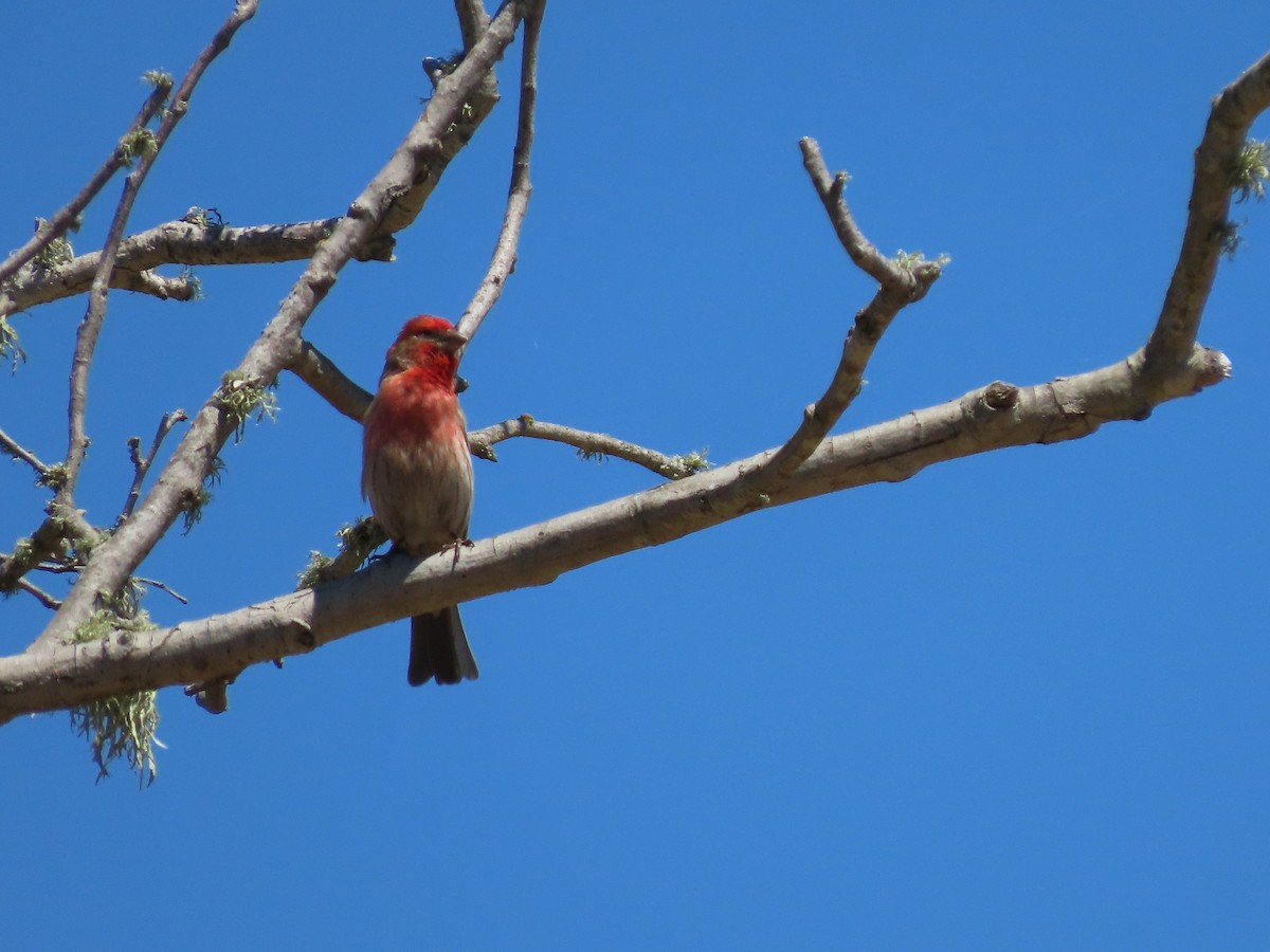 House Finch - ML620511861