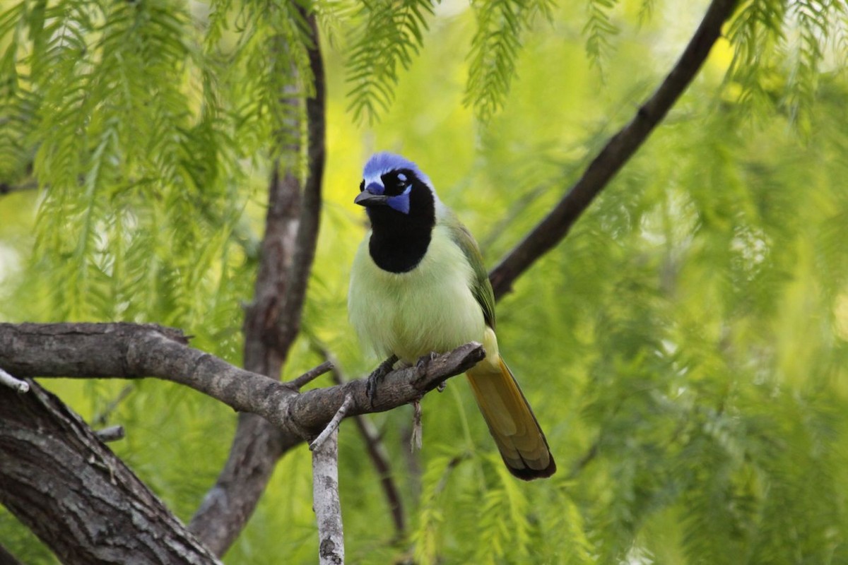 Green Jay - Greg Page