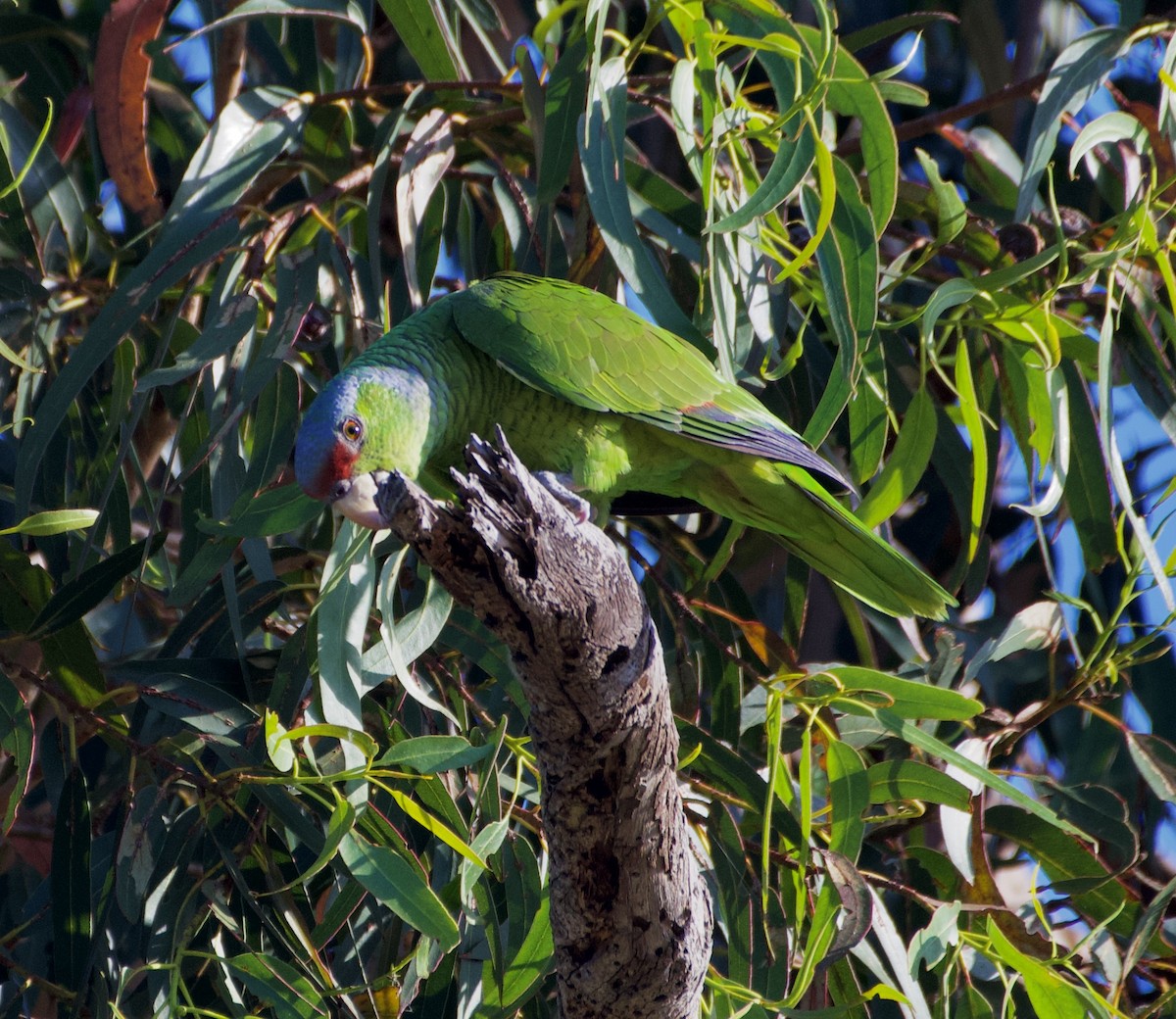 フジイロボウシインコ - ML620511865