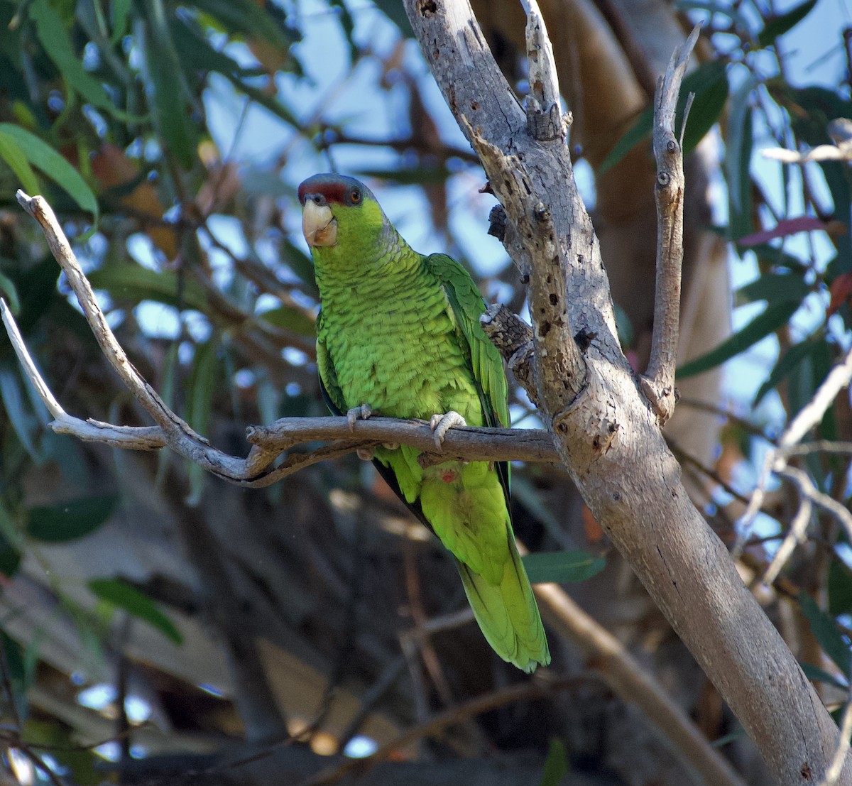 Lilac-crowned Parrot - ML620511866