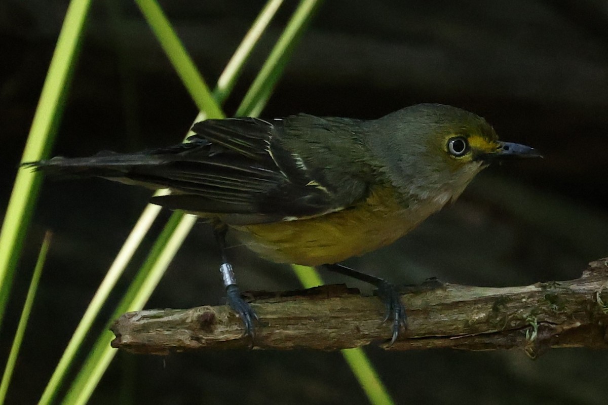 White-eyed Vireo - ML620511872