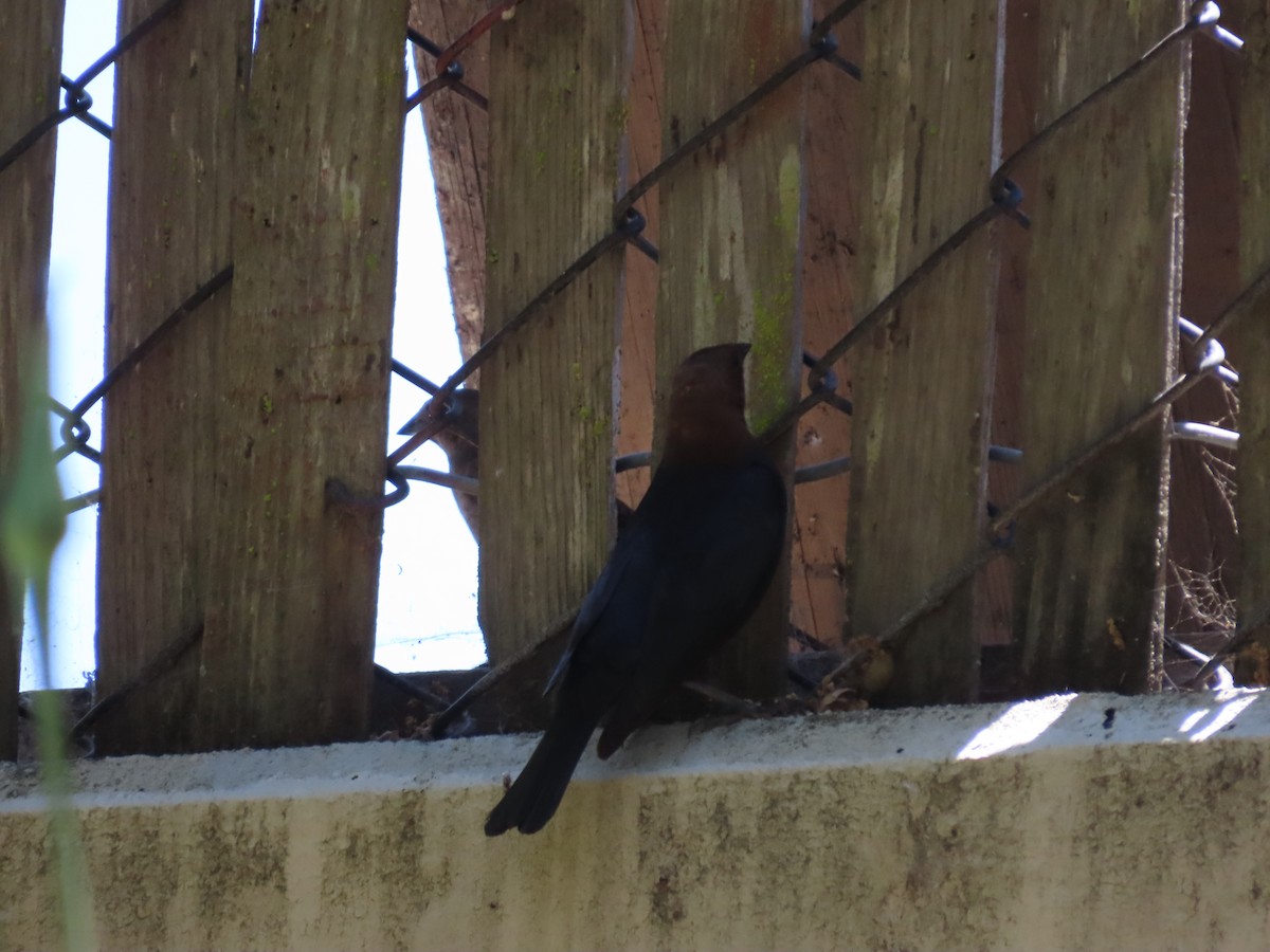 Brown-headed Cowbird - ML620511874