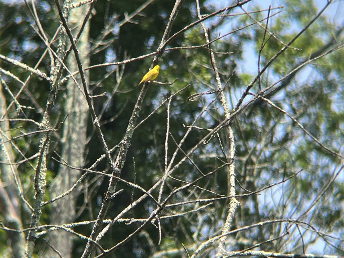 Yellow Warbler - ML620511875