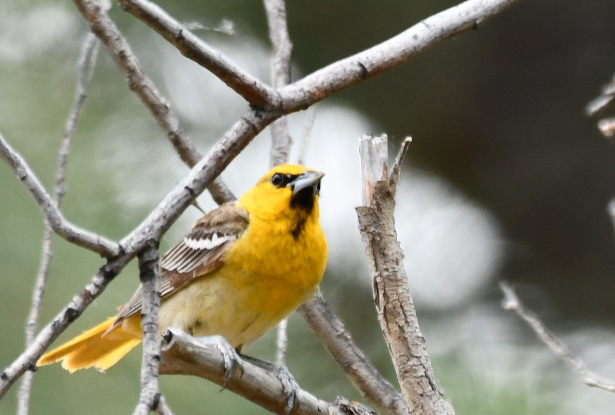 Bullock's Oriole - Michael Kendrick