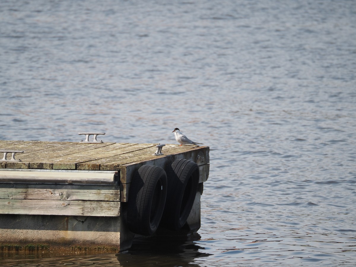 Common Tern - ML620511877