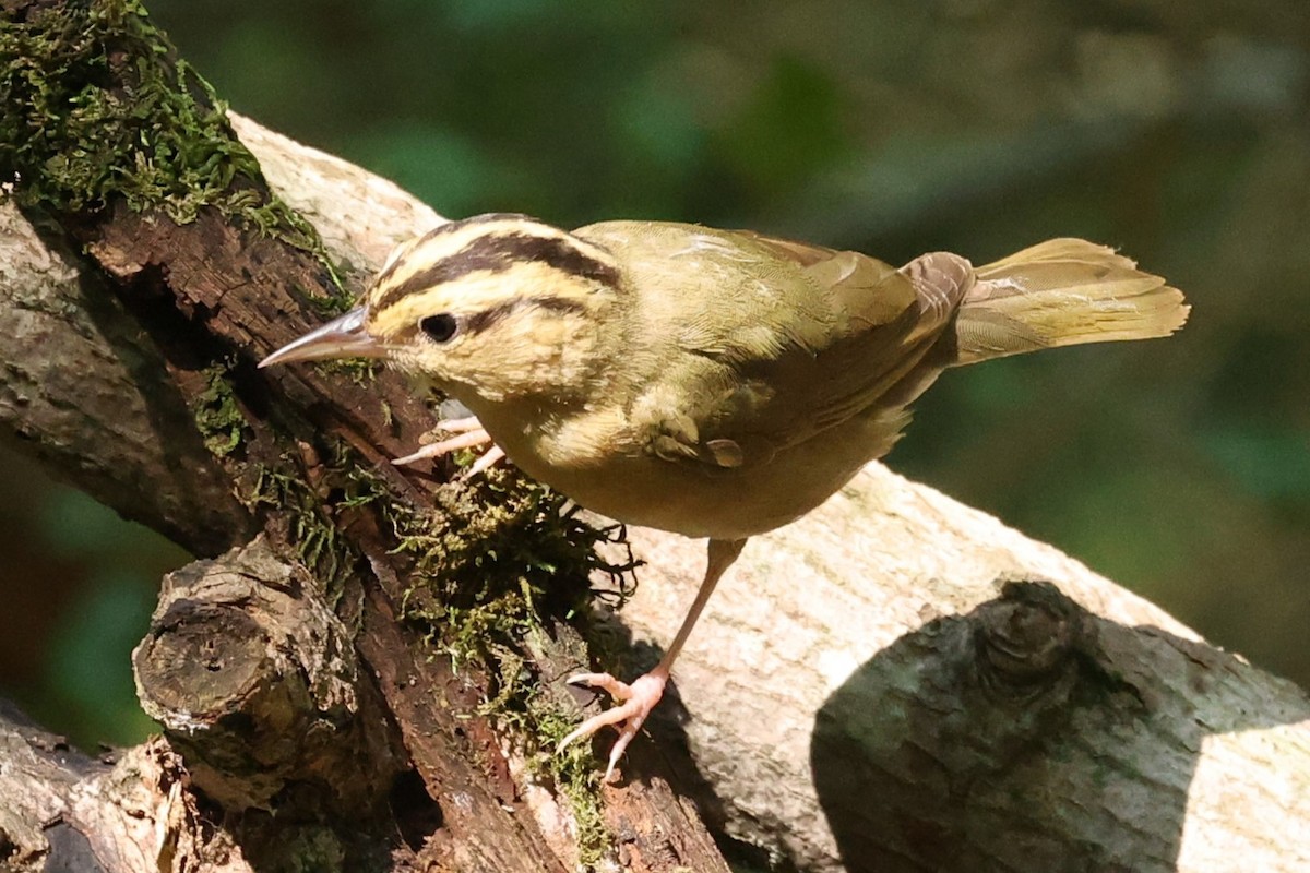 Worm-eating Warbler - ML620511878