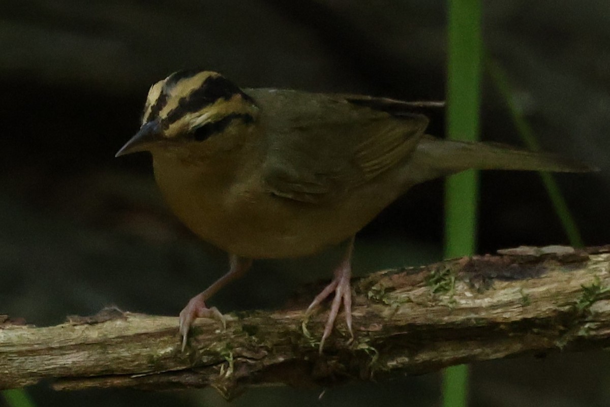 Worm-eating Warbler - ML620511879