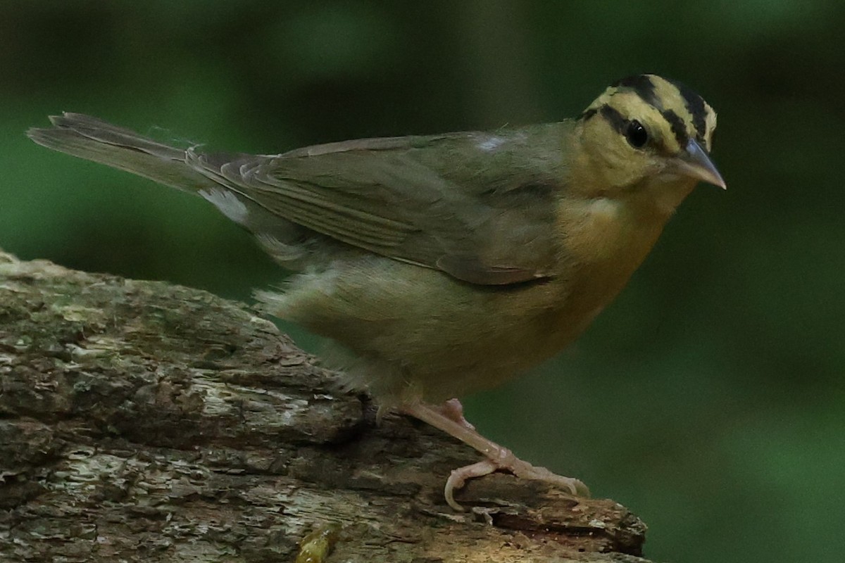 Worm-eating Warbler - ML620511880