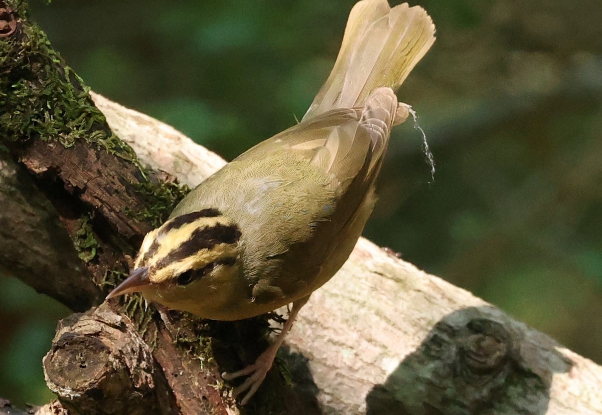 Worm-eating Warbler - Duane Yarbrough