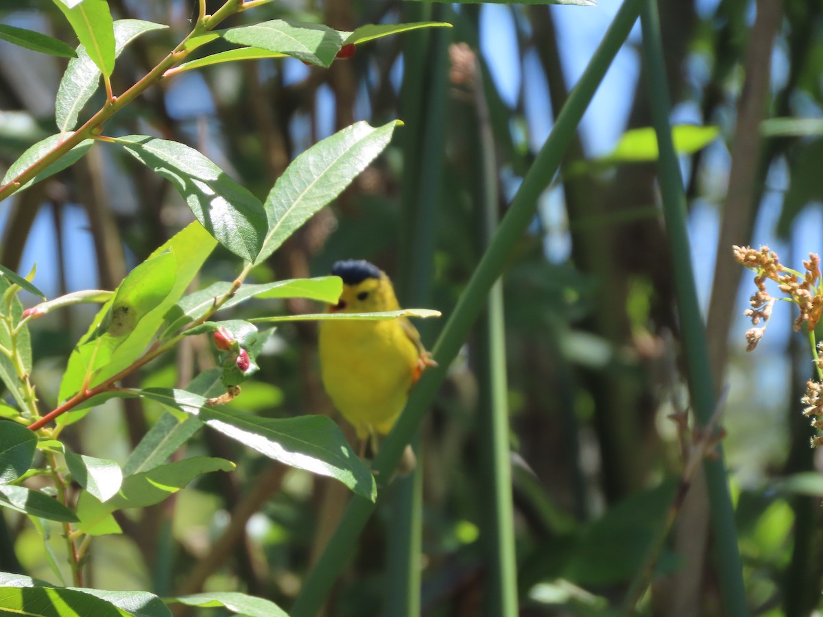 Wilson's Warbler - ML620511886