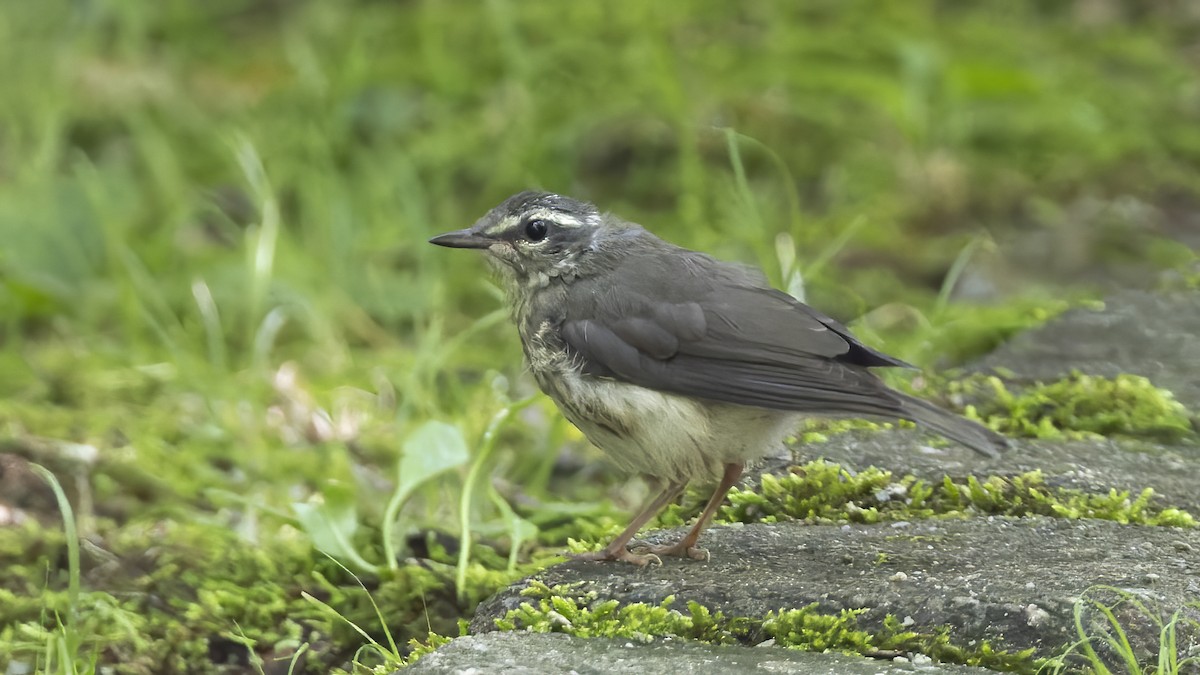 Louisiana Waterthrush - ML620511890