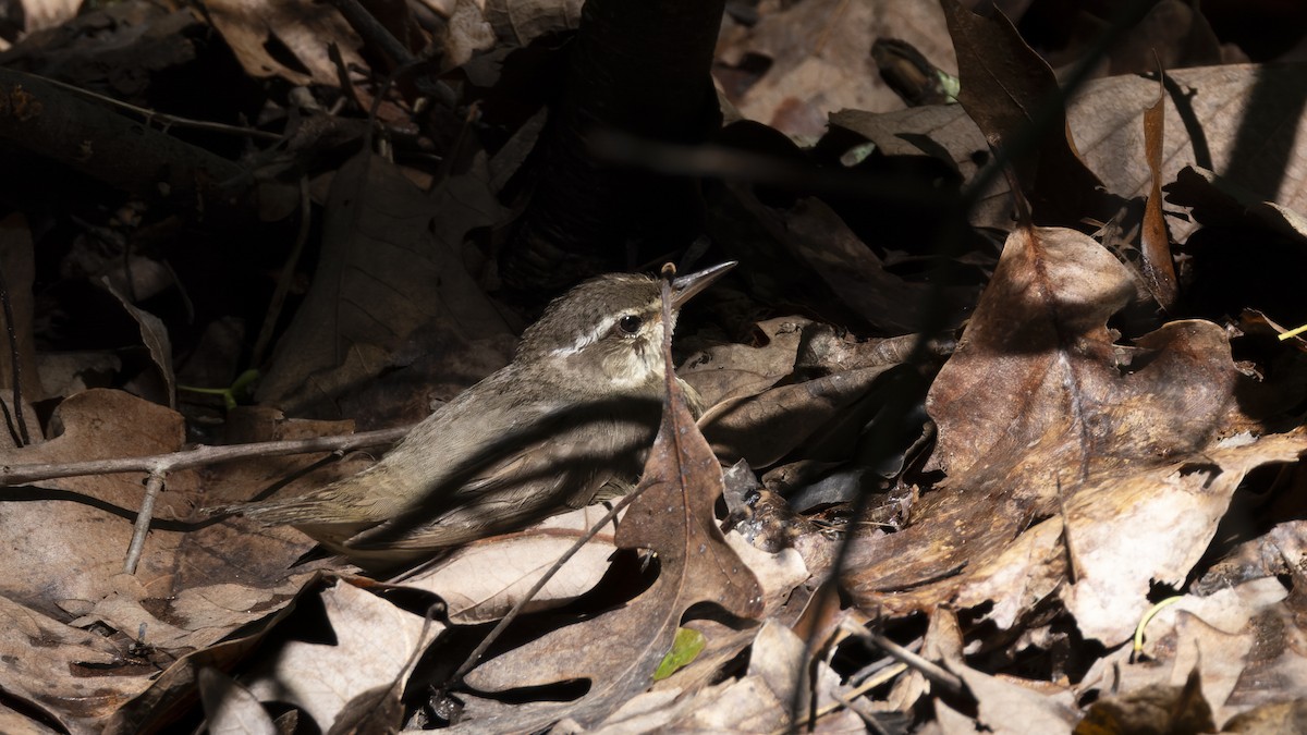 Louisiana Waterthrush - ML620511891