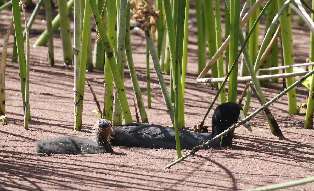 American Coot - ML620511897