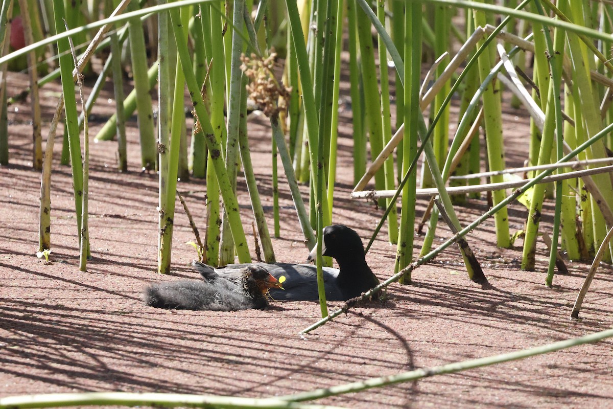 American Coot - ML620511901