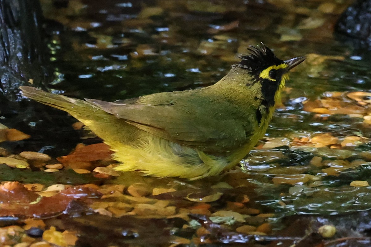 Kentucky Warbler - ML620511903