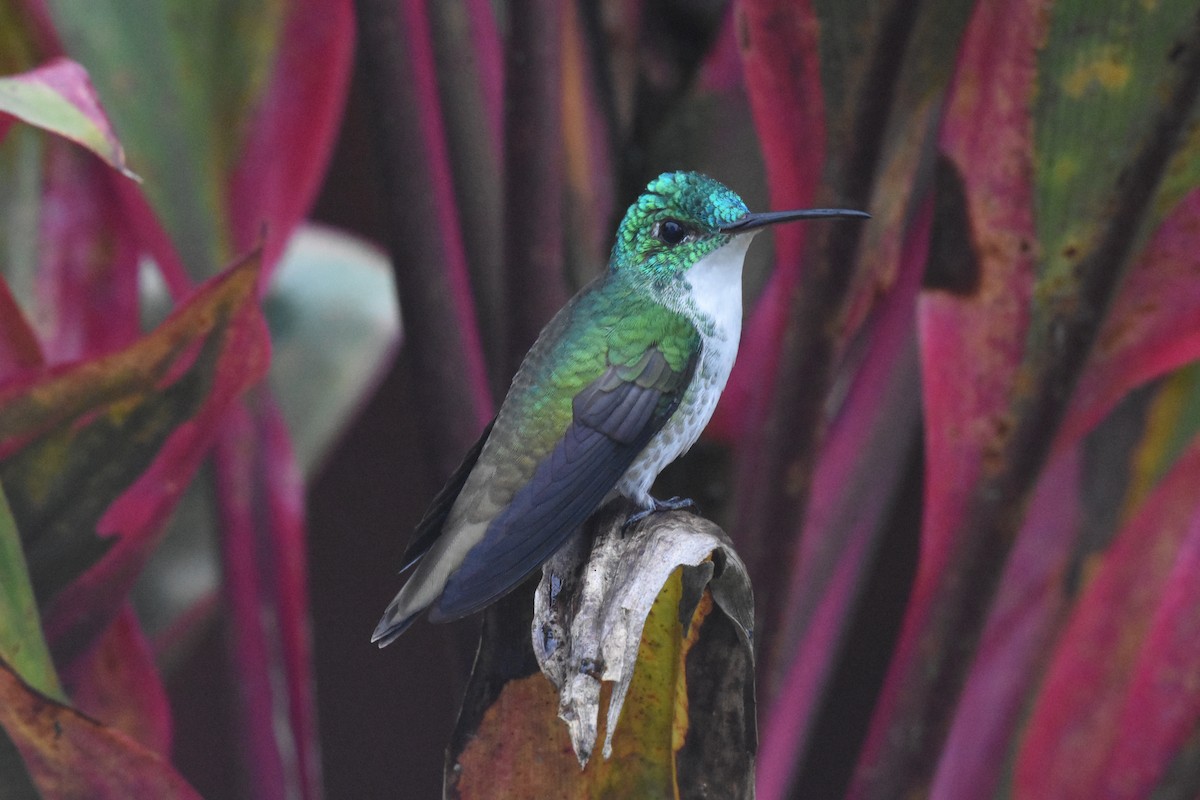 kolibřík andský - ML620511912