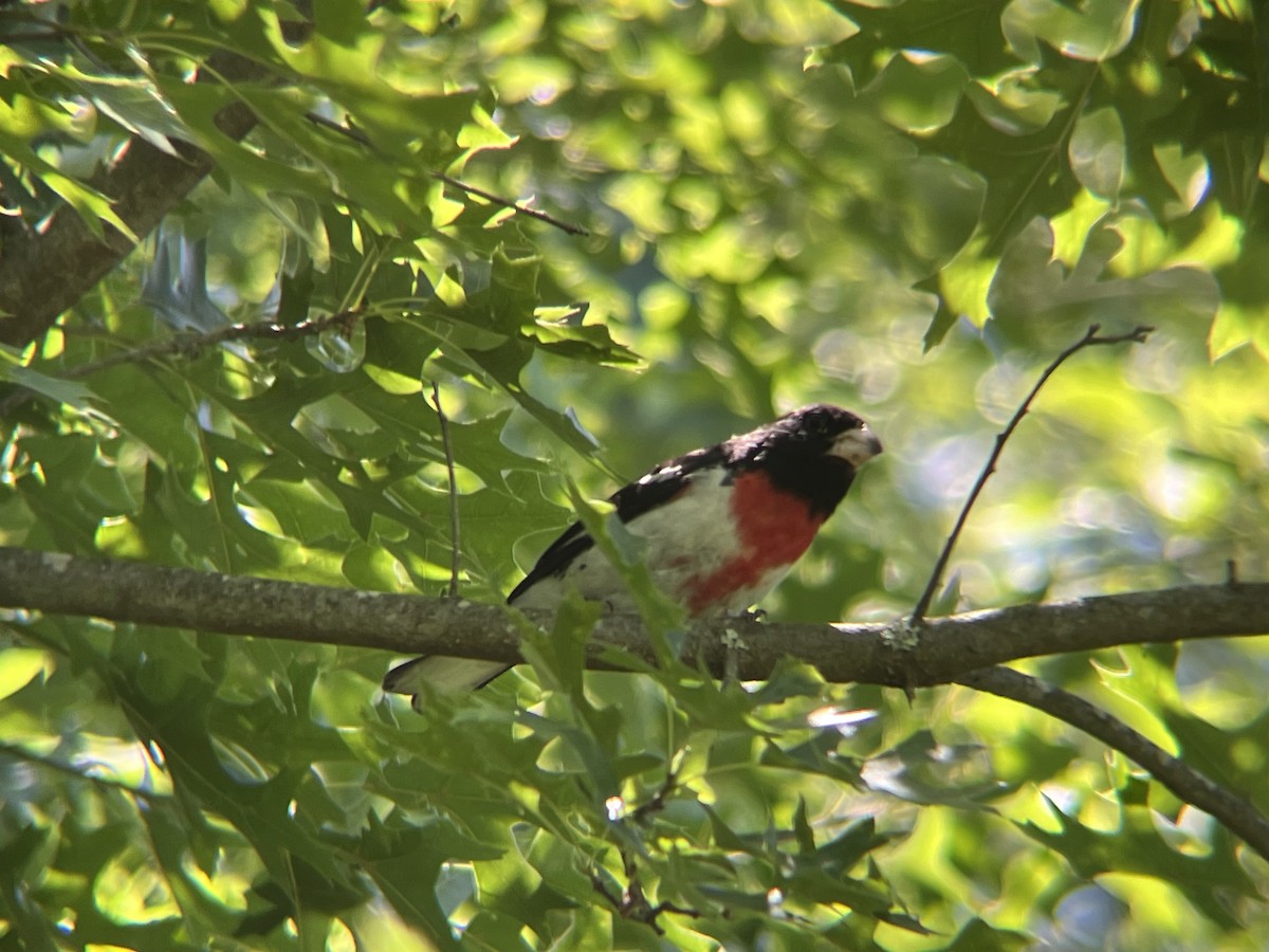 Cardinal à poitrine rose - ML620511914