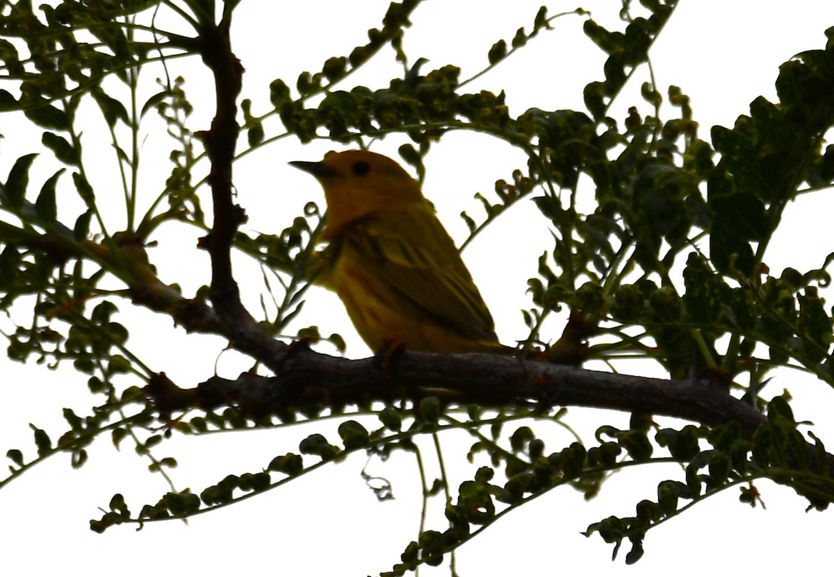 Paruline jaune - ML620511915