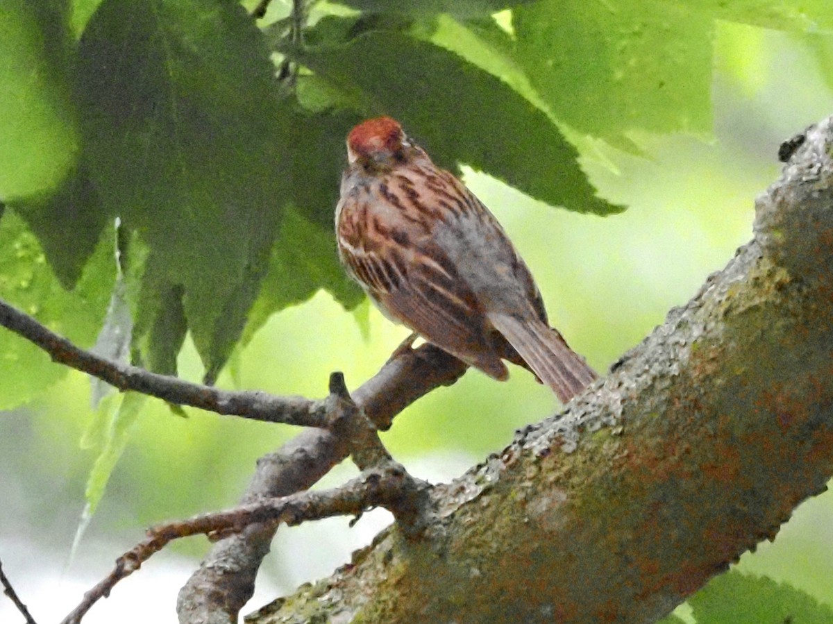 Chipping Sparrow - ML620511926