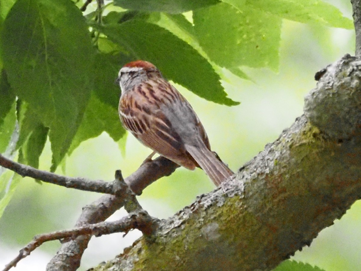 Chipping Sparrow - ML620511927