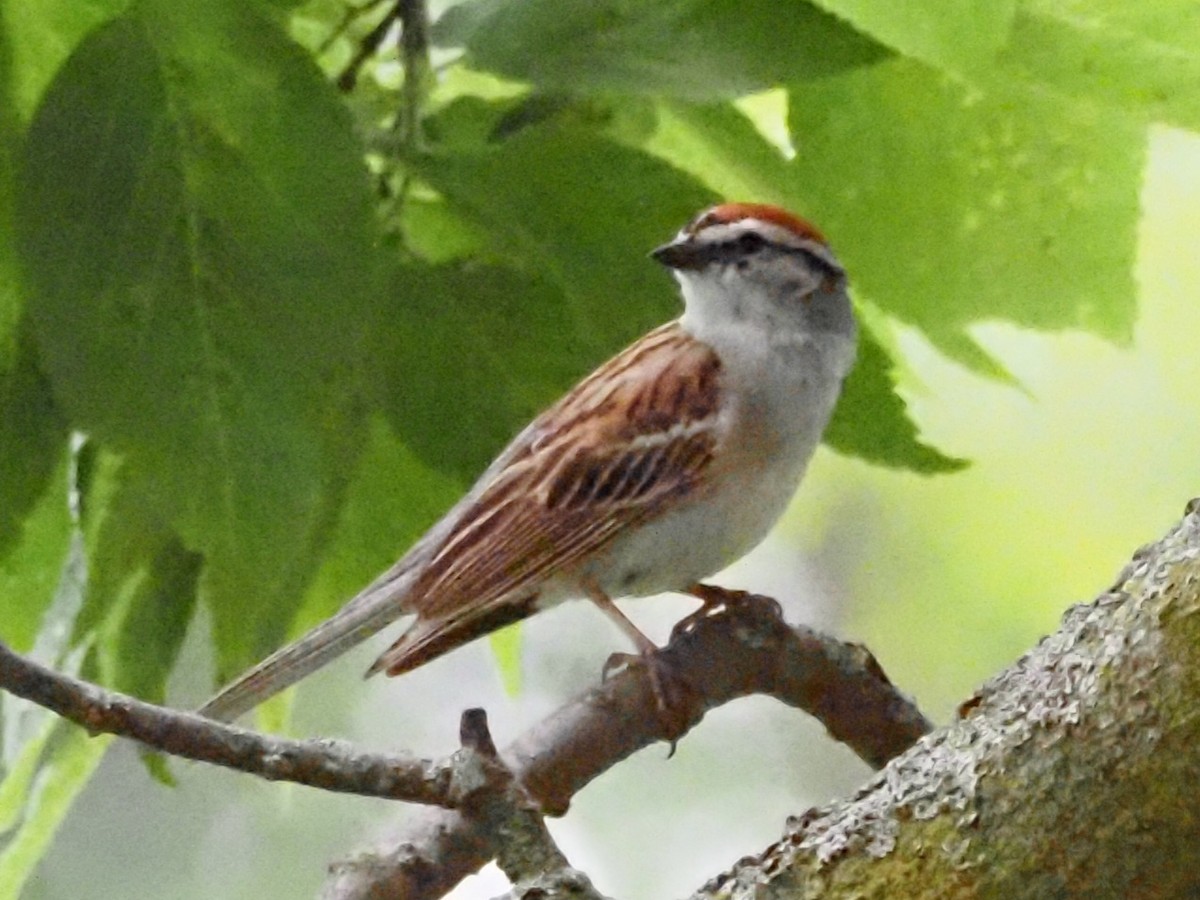 Chipping Sparrow - ML620511928