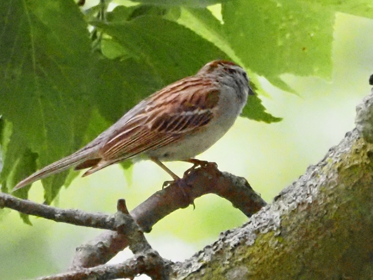 Chipping Sparrow - ML620511929