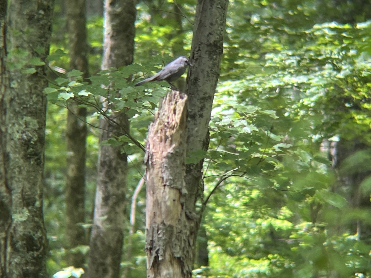 Gray Catbird - ML620511931