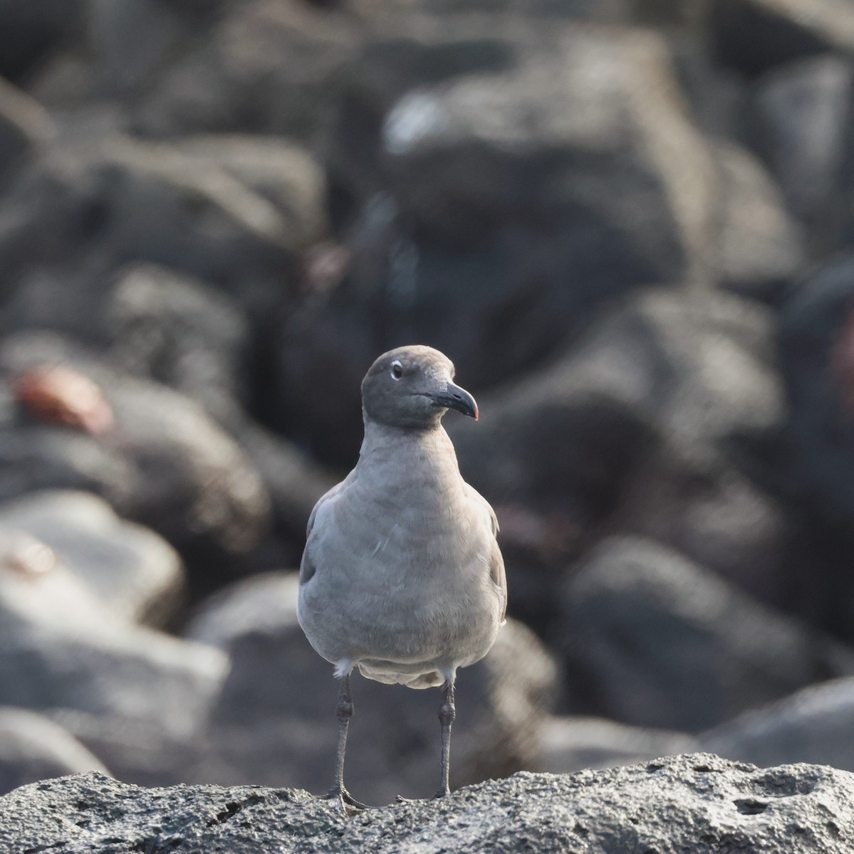 Mouette obscure - ML620511944