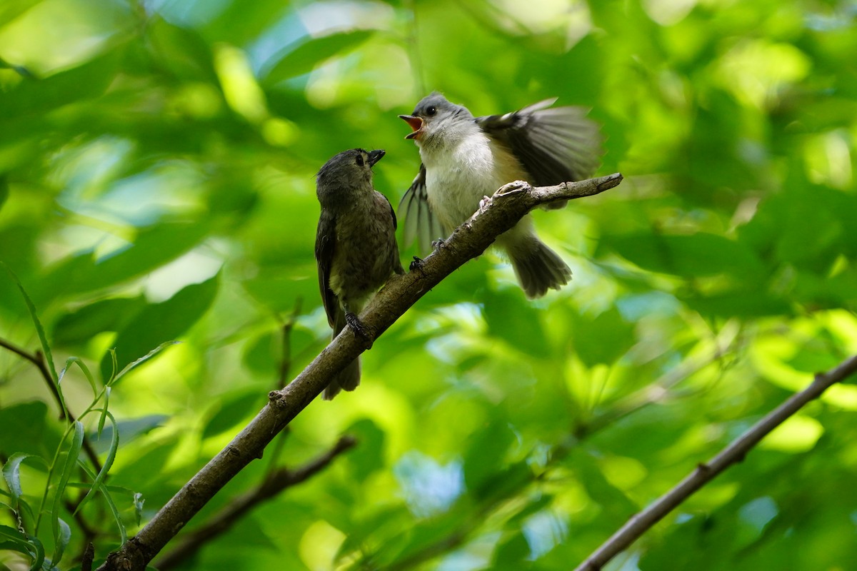 Mésange bicolore - ML620511952